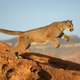 Illustration for article titled Caturday - Puma concolor Edition